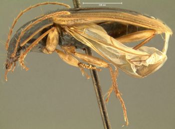 Media type: image;   Entomology 28658 Aspect: habitus lateral view